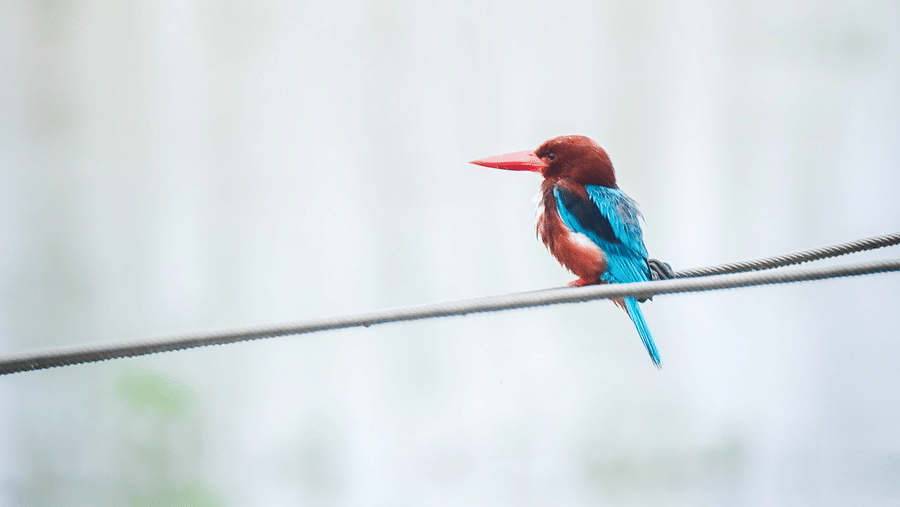 A small bright blue kingfisher perched on a thin wire at Rhino & River Wildlife Retreat & Spa, Pobitora.