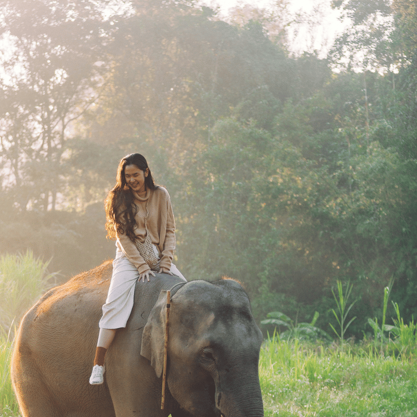 A woman having an elephant ride in Thekkady, during daytime with the sunlight falling on her hair and the elephant's back, and trees in the back.