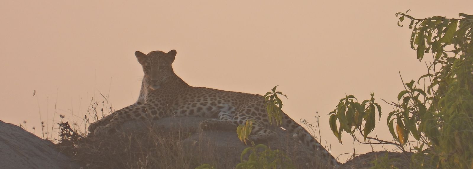 A majestic leopard rests atop a rock, basking in the golden glow of the setting sun