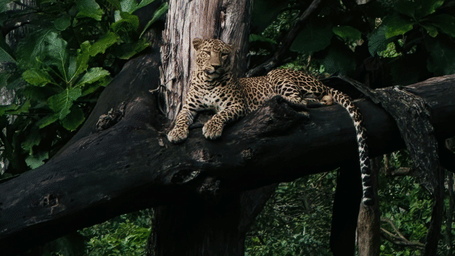 A leopard sitting on a tall tree trunk within dense forest