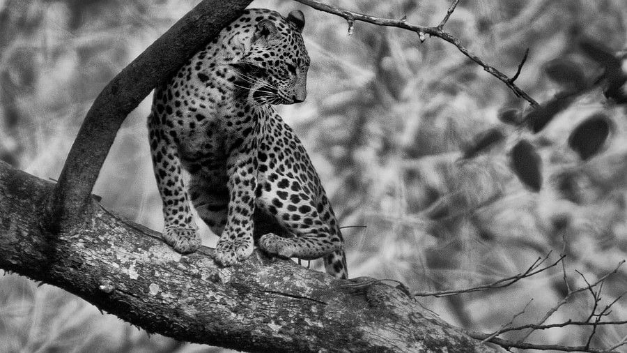 b&w image of a leopard on a tree