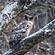 Brown Fish Owl - Bird-watching atBird-watching at Birding at Wild Brook Retreat - Rajaji National Park, Uttarakhand