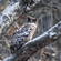 A spot-bellied eagle owl perches on a tree branch framed by thick woodland trunks.