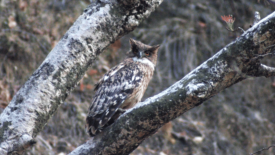 A spot-bellied eagle owl perches on a tree branch framed by thick woodland trunks.