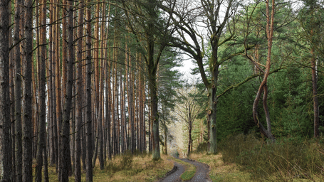 A narrow dirt path winds through a dense forest of tall, slender pine trees under a soft, overcast sky in the daytime.