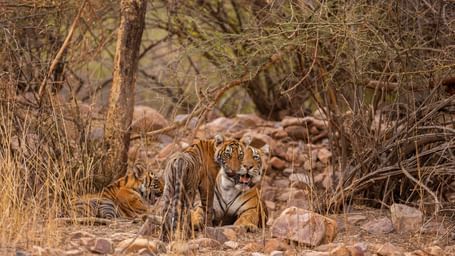 Camouflaged tiger lying among dry leaves and rocks in a forested area with sparse brown trees.