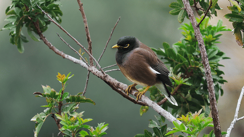 A close up of an Indian Myna perched on a tree branch with the background blurred in a Bird Park in Kochi.