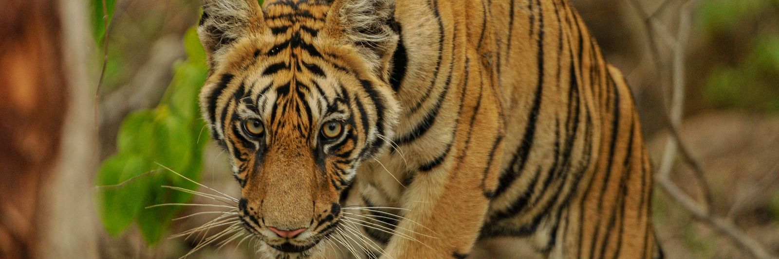 a tiger staring in the camera while walking.
