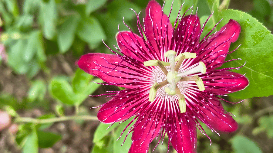 Striking red-purple passionflower in full bloom with pointed petals and vivid central structure surrounded by green foliage.