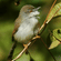 A small yellow-bellied prinia perched on a thin vine with its beak open singing amongst green foliage.