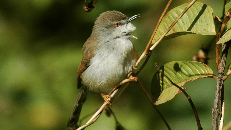 A small yellow-bellied prinia perched on a thin vine with its beak open singing amongst green foliage.