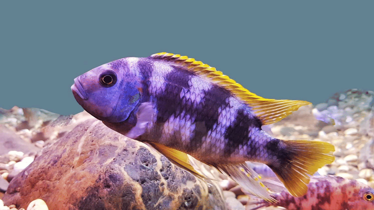 A brightly coloured African Cichlid fish with a sleek profile and a spiked dorsal fin rests near rocks in an aquarium.