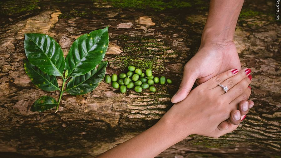 A couple holding hands next to a few coffee beans and leaves- Capitol Village Resort, Madikeri