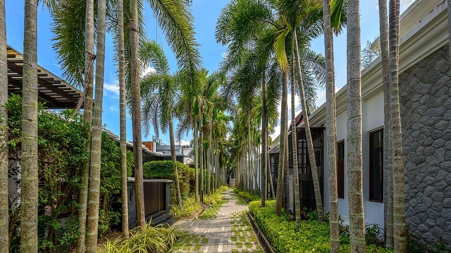 image featuring talk palm trees touching the clear blue sky in the background - Maikhao Dream Villa Resort & Spa, Phuket