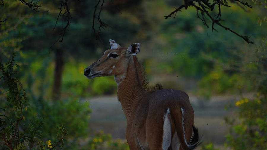 An Antelop walking near a road which is amidst a forest