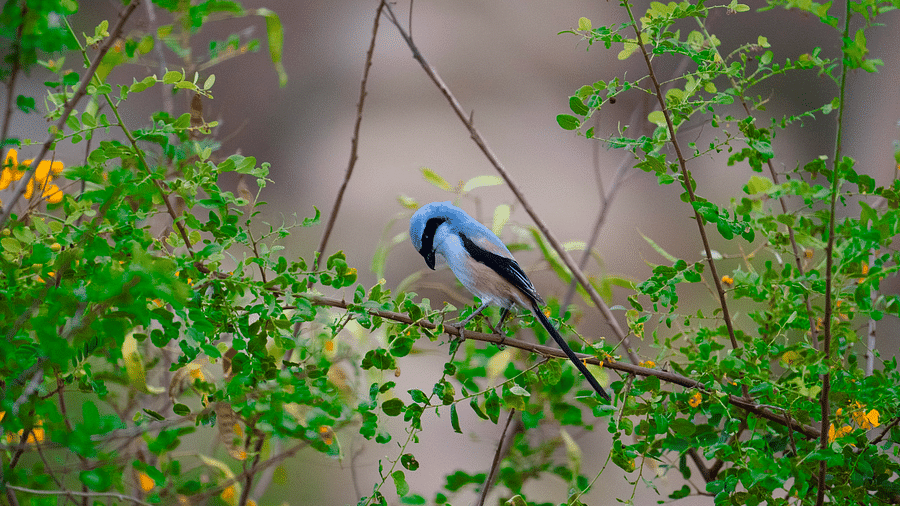 A Long tailed shrike sitting on a small tree branch which has leaves on it
