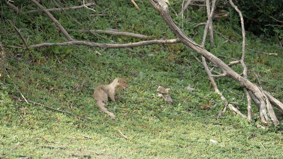 A Mongoose on in a forest at Wildlife sanctuary