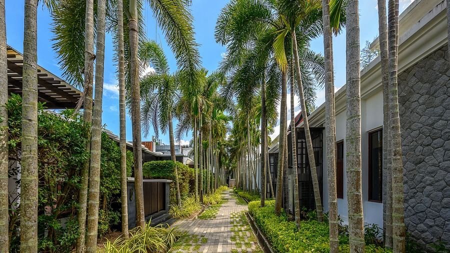 image featuring tall palm trees touching the clear blue sky in the background - Maikhao Dream Villa Resort & Spa, Phuket