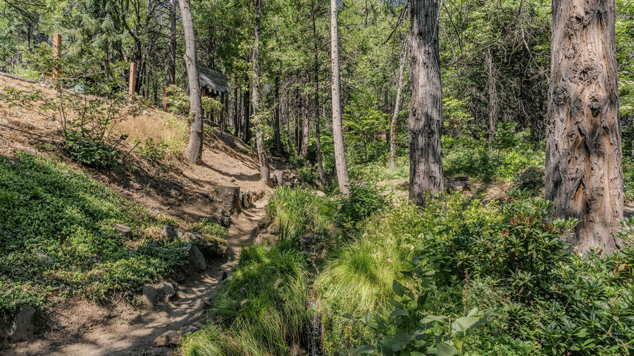 A trail in a forest surrounded by tall trees - Narrow Gauge Inn - A Serenite Hotel Near Fish Camp.