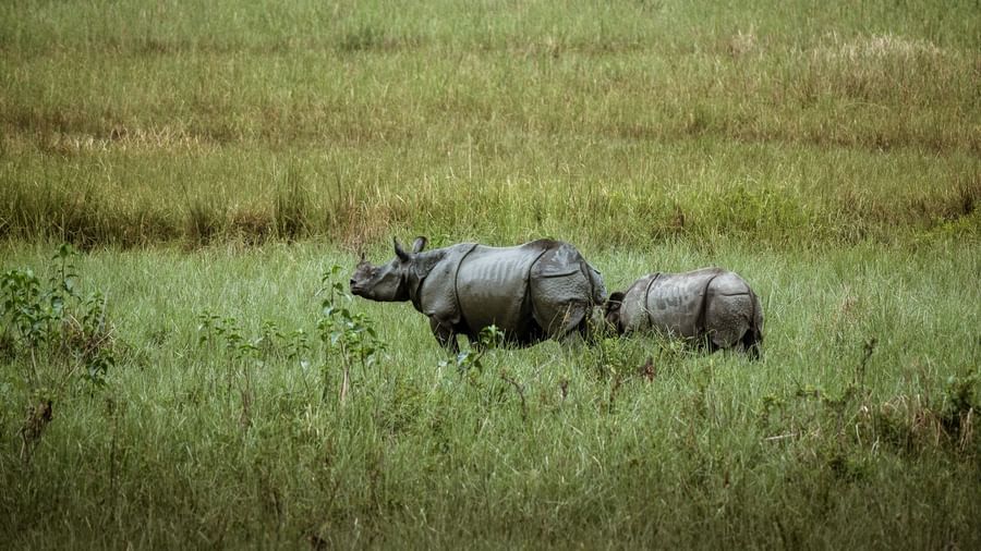 A mother and baby one-horned rhinoceros grazing in the grasslands of Pobitora Wildlife Sanctuary near Rhino and River BluSalzz Collection, Pobitora.
