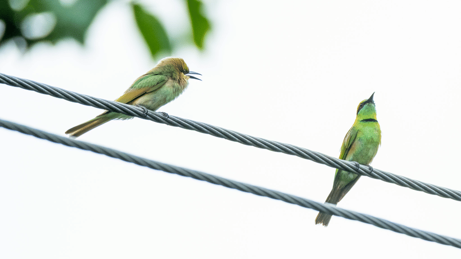 Two green bee-eater birds perched on a wire at Rhino & River Wildlife Retreat & Spa, Pobitora.