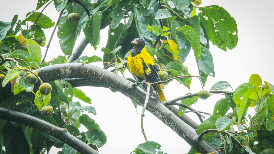 A bright yellow bird with black wings looking sideways from a high tree branch at Rhino & River Wildlife Retreat & Spa, Pobitora.