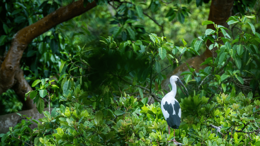 An Asian openbill stork standing amidst dense green tropical shrubbery at Rhino & River Wildlife Retreat & Spa, Pobitora.