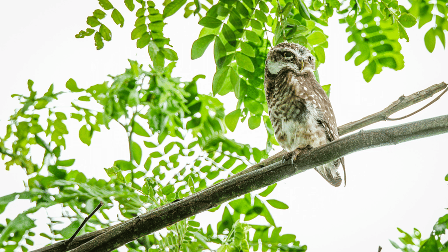 A spotted owl perched on a leafy tree branch at Rhino & River Wildlife Retreat & Spa, Pobitora