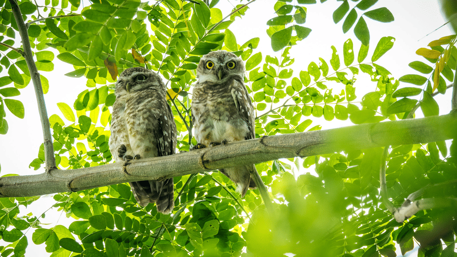 wo small owls sitting together on a thin horizontal tree branch among bright green foliage at Rhino & River Wildlife Retreat & Spa, Pobitora.