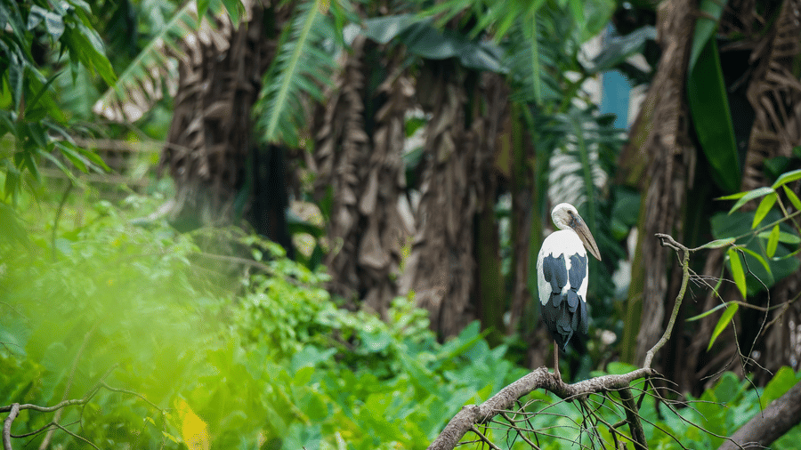 A white stork standing in dense green marshland at Rhino & River Wildlife Retreat & Spa, Pobitora