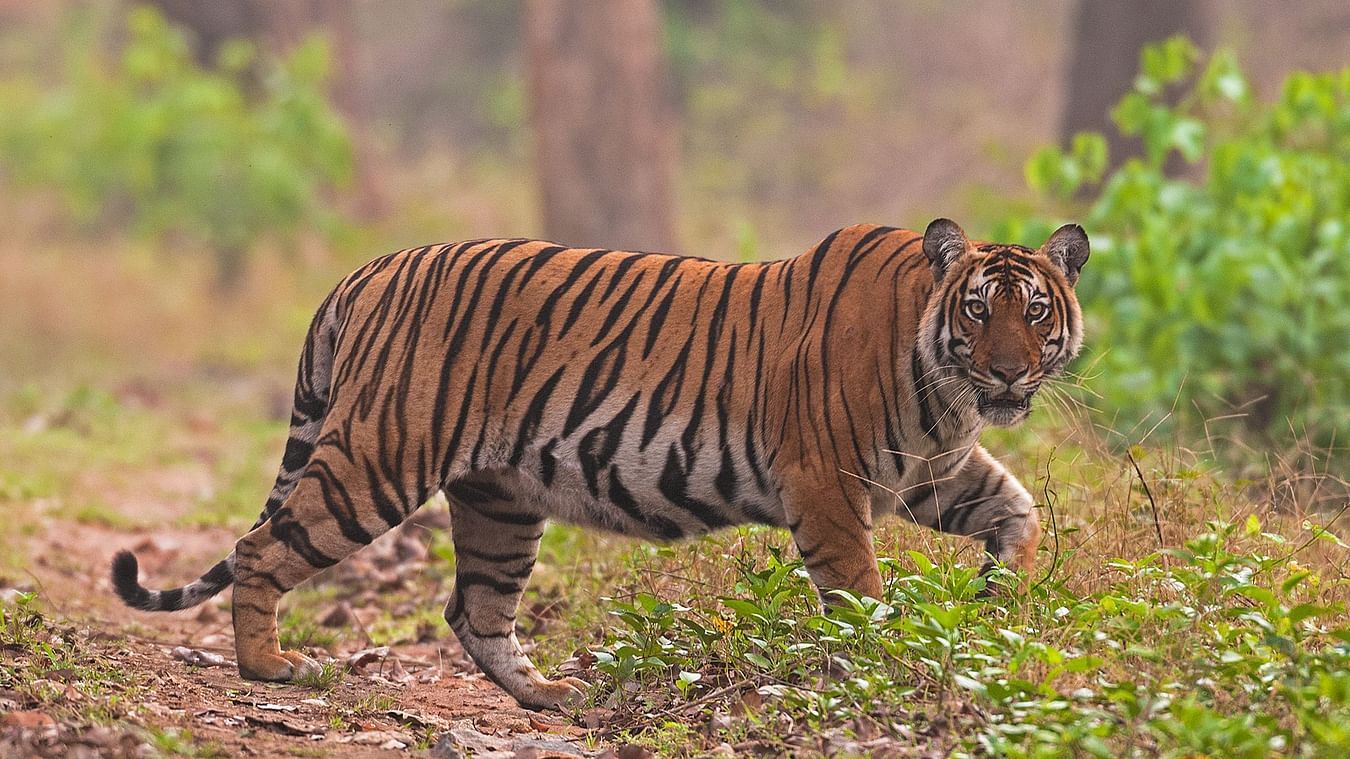 A Bengal tiger walking through a forest path, surrounded by green foliage and tall trees, with an alert expression and gaze directed toward the camera.