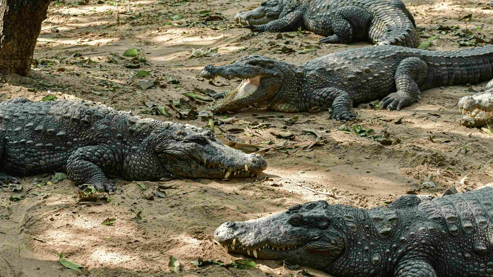 Four crocodiles lie on the sand. One crocodile opens its mouth