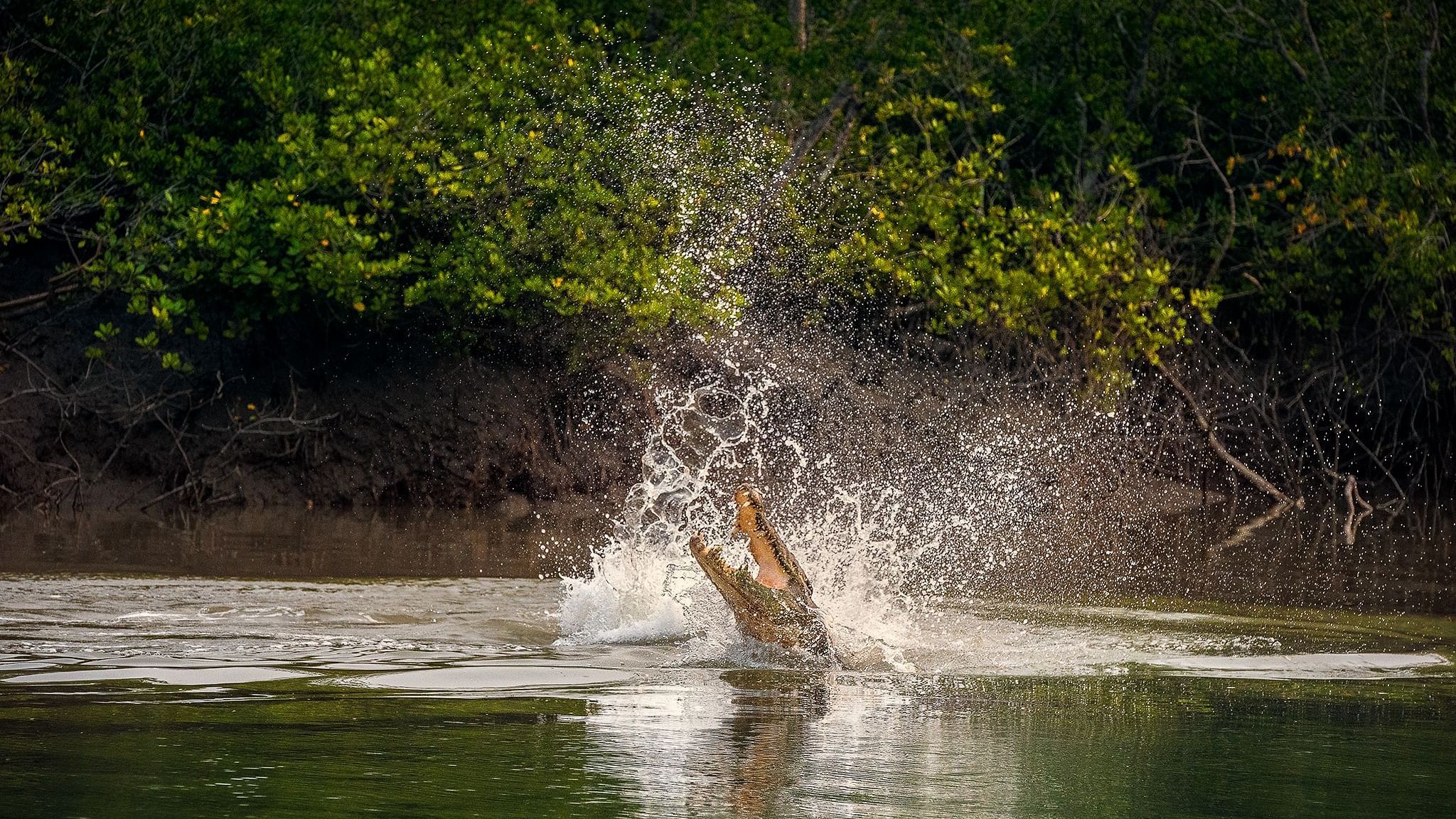 Crocodile Fight 