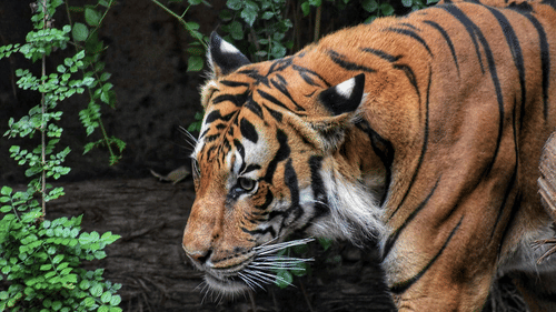 A striped tiger's head and shoulder in profile, standing near green vines and dark foliage in a natural setting.