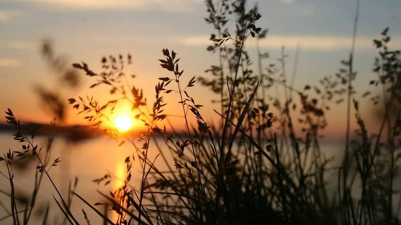 a sunset view from behind many plants and a waterbody in front of it