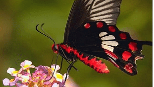 An image of a butterfly resting a bunch of flowers
