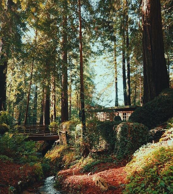 A trail in a forest with tall trees