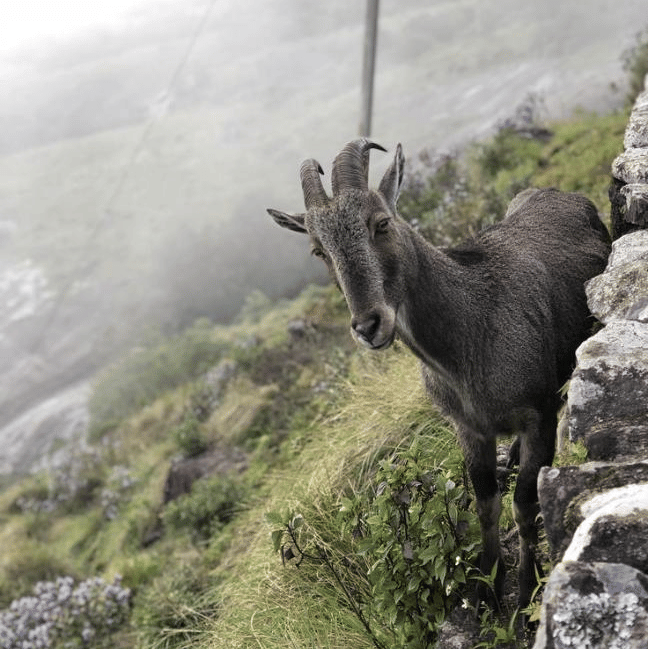 nilgiri tahr
