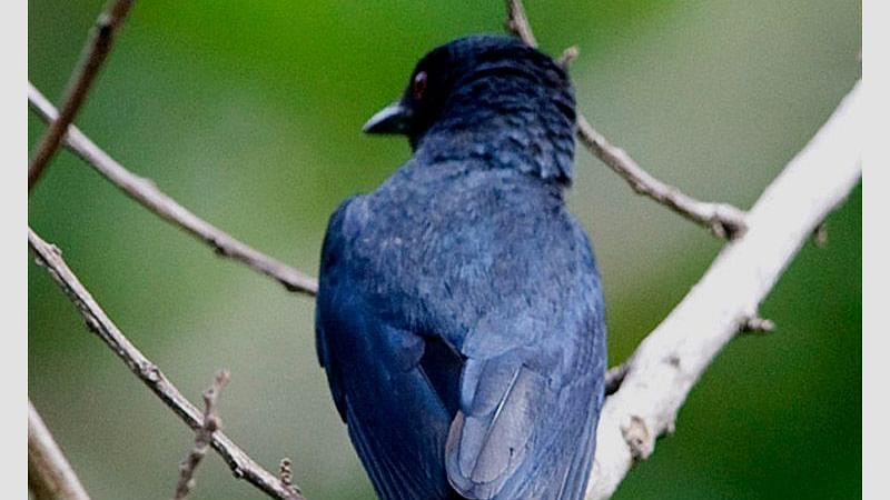 Birds at Shaheen Bagh Resort one of the best resorts in dehradun 