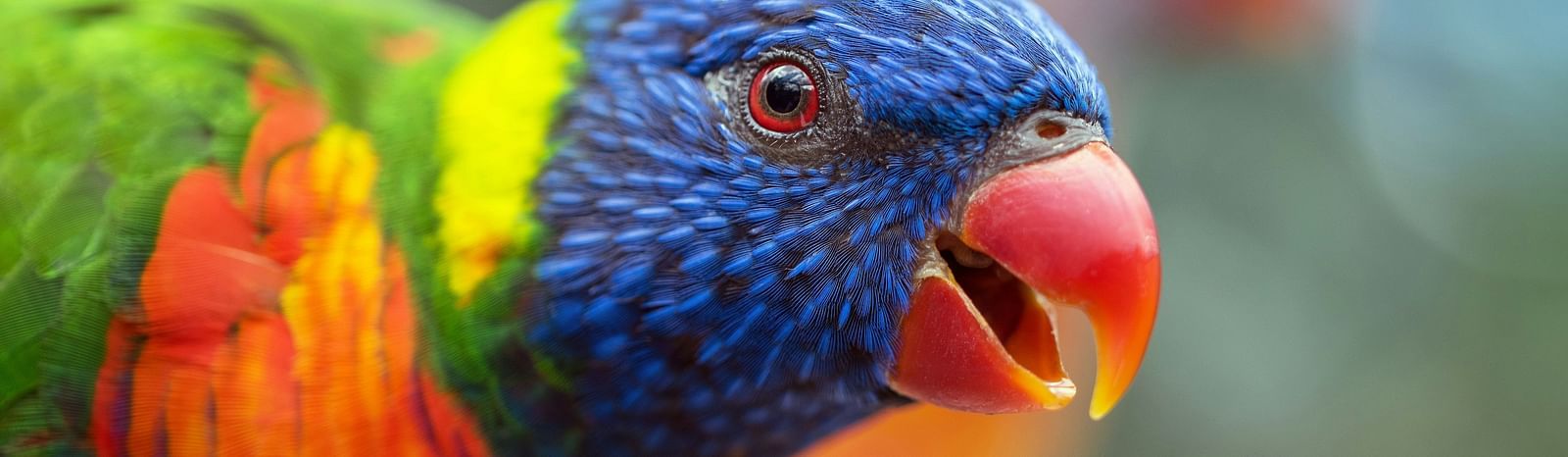 david-clode-viaVyC8dL4A-unsplash