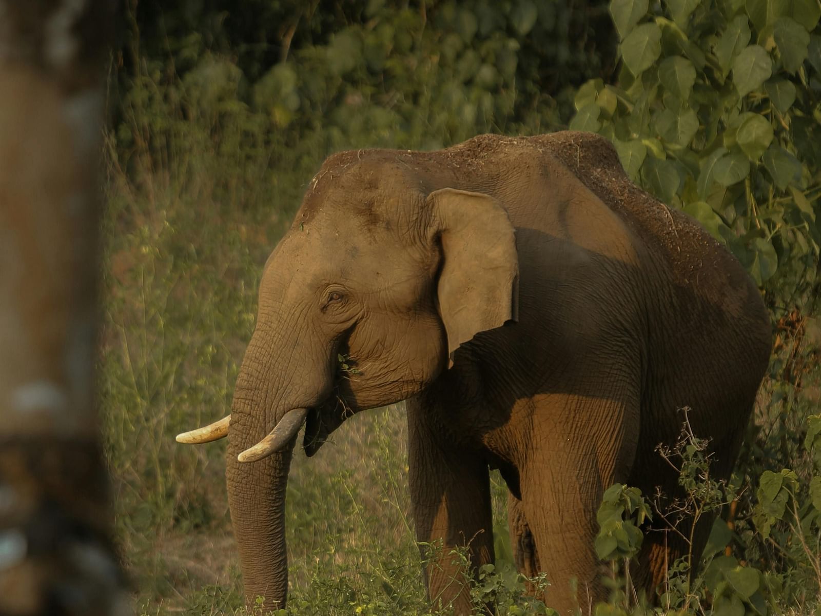 A forest elephant amidst dense foliage.