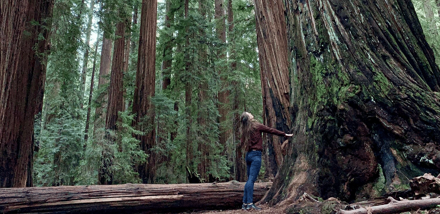 An image of a person standing in front of a huge tree in a forest, and other trees around