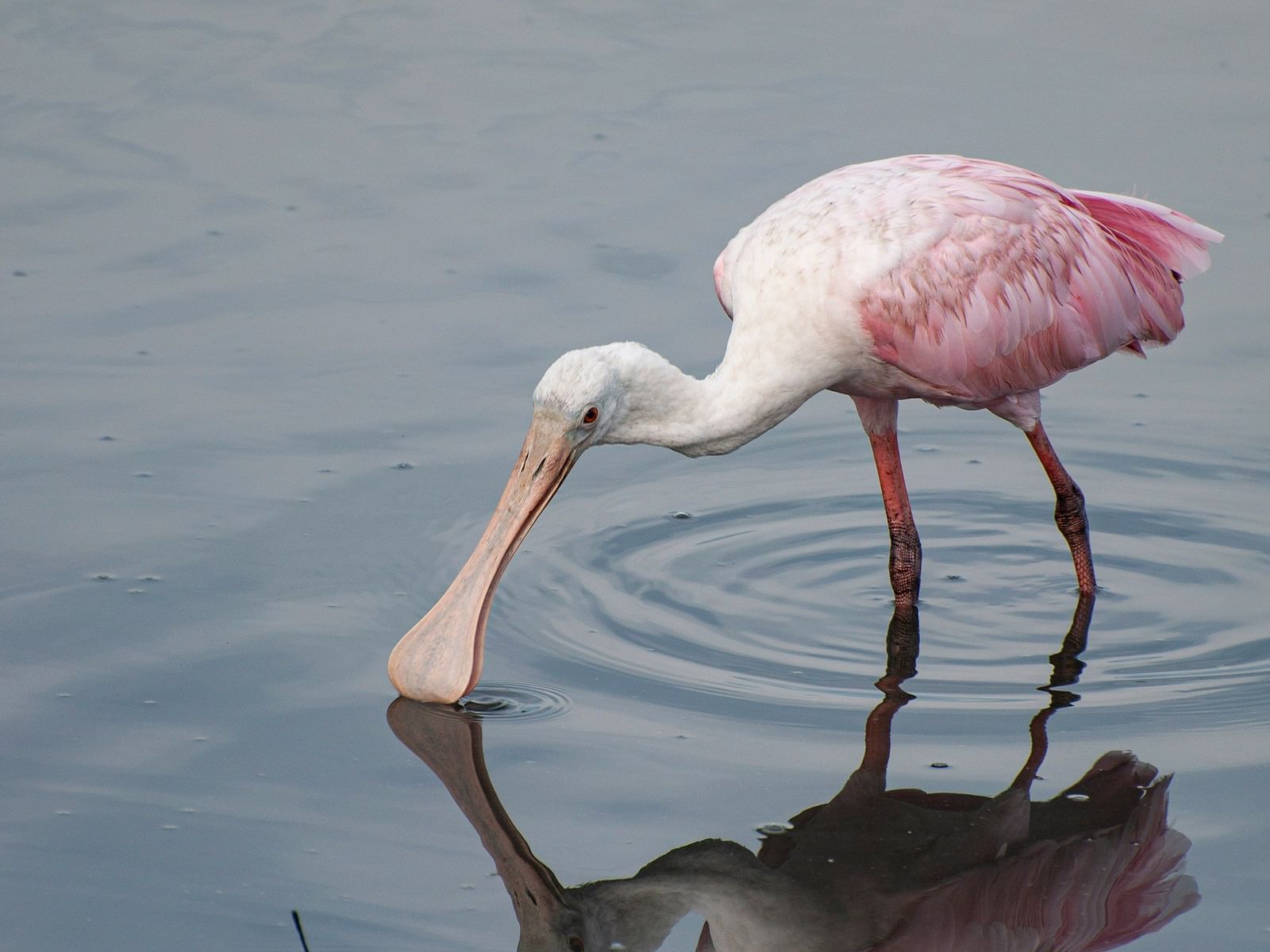 An image of a spoonbill drinking water from the lake