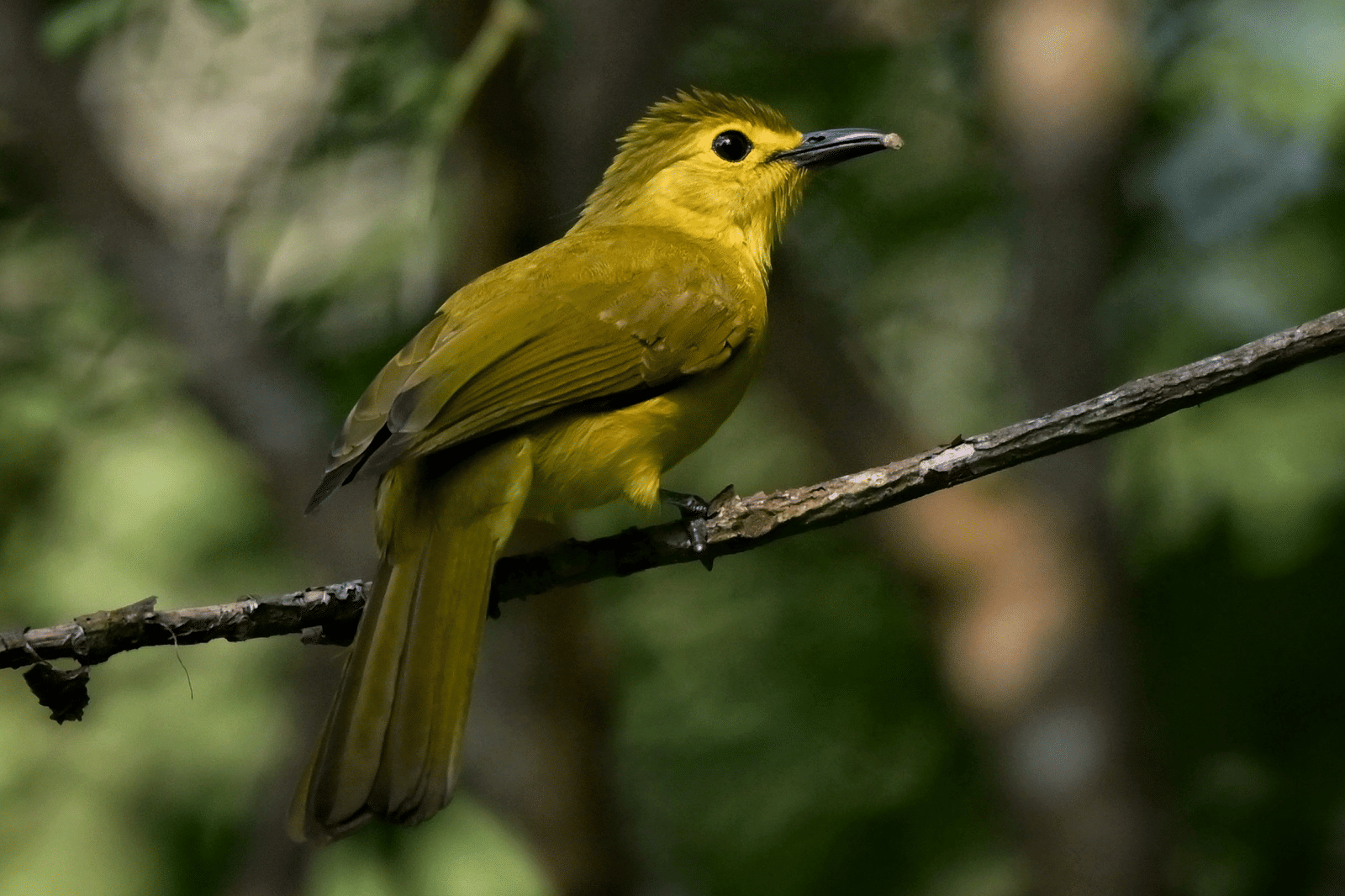 Yellow Browed Bulbul