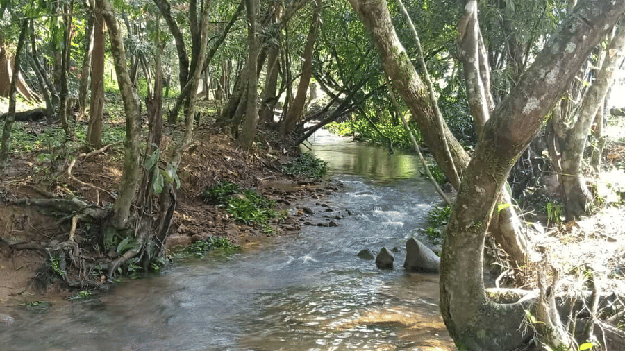 A serene forest setting with a gently flowing stream surrounded by lush greenery. - Wayanad