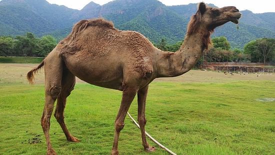 A camel standing on a grassy field with mountains in the background - Black Thunder, Coimbatore