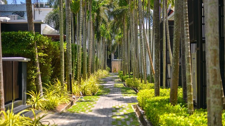 image of a pathway with tall tropical trees on both the sides of it on a bright day - Maikhao Dream Villa Resort & Spa, Phuket