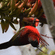 A male crimson sunbird with vibrant red plumage hanging upside down from a tree branch near flower buds.