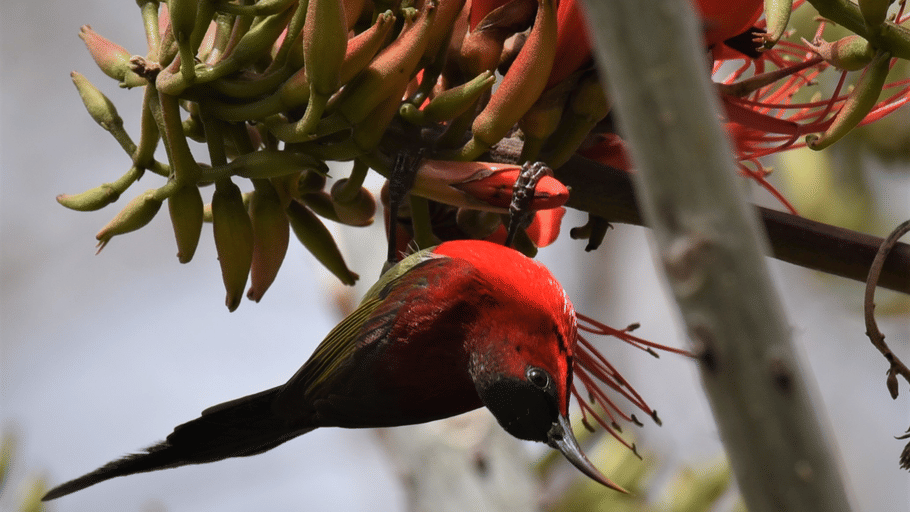 A male crimson sunbird with vibrant red plumage hanging upside down from a tree branch near flower buds.