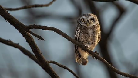 Owl perched on a bare branch with piercing eyes and intricate feathers.